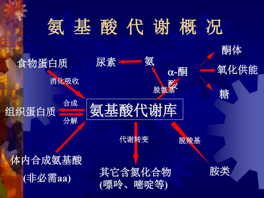 蛋白质促降解与氨基酸代谢v说课材料_第2页