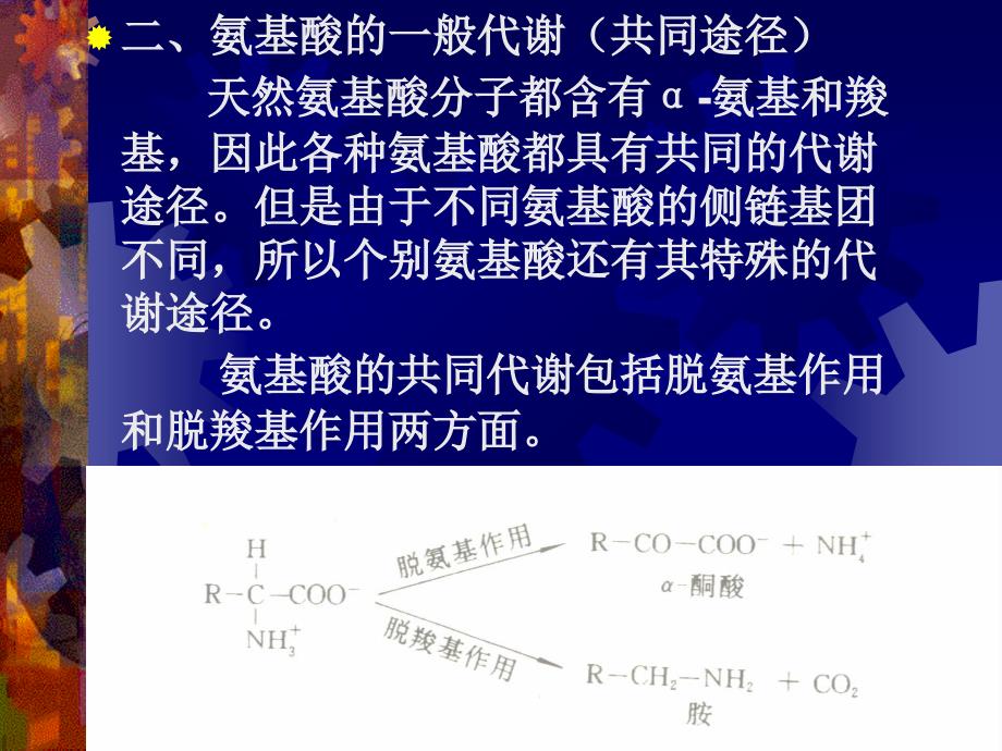 蛋白质促降解与氨基酸代谢v说课材料_第3页