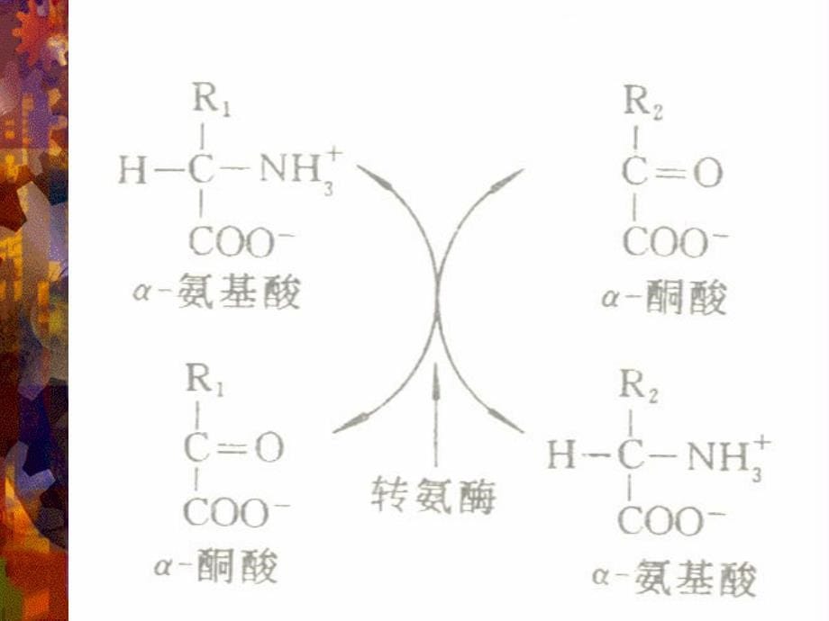 蛋白质促降解与氨基酸代谢v说课材料_第5页