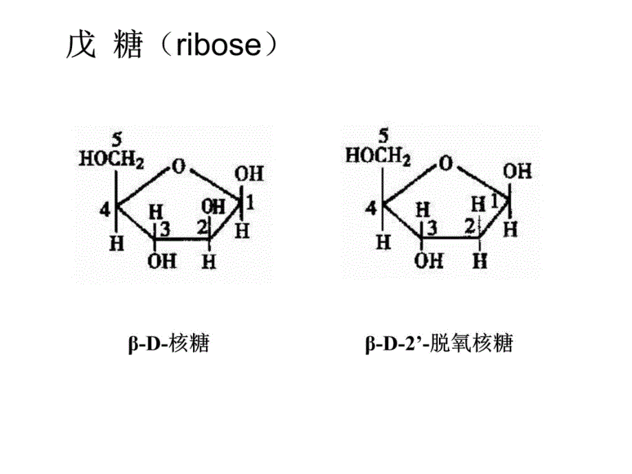 分子生物学2-核酸讲解学习_第4页