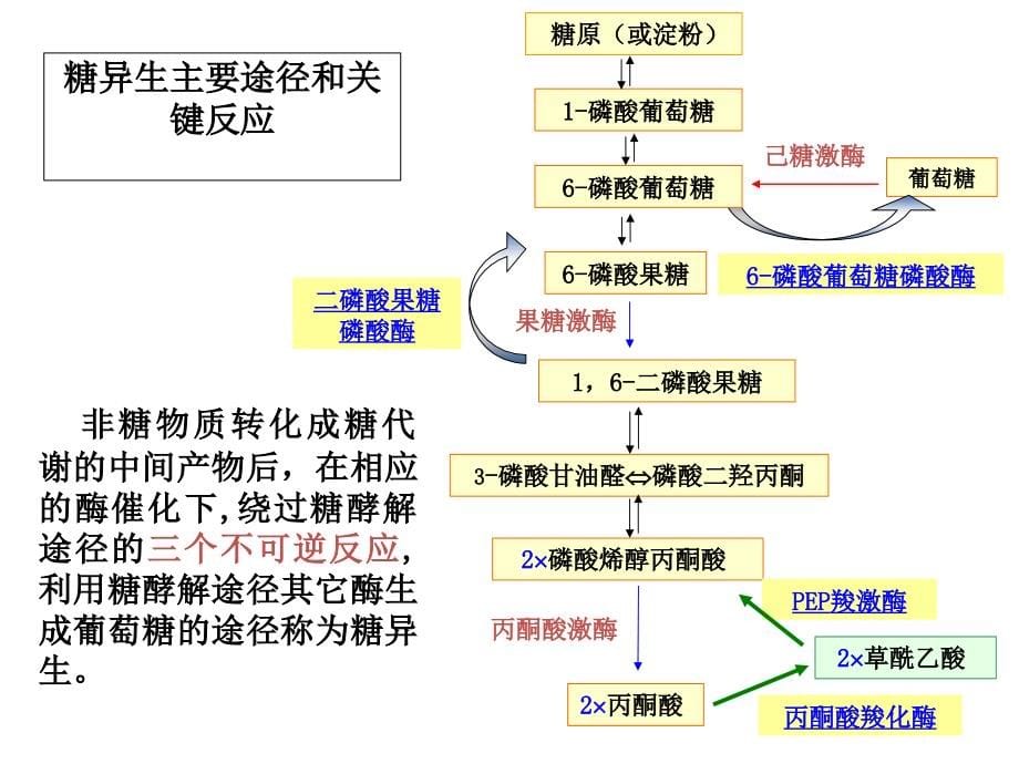 7糖代谢的其他途径2幻灯片资料_第5页