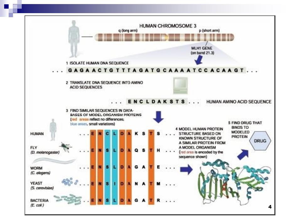 生物资讯程式设计实习_第4页