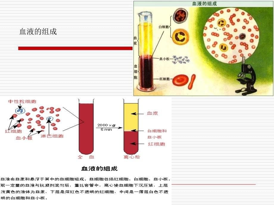 生理学PPT 第三章 血液v教学材料_第5页