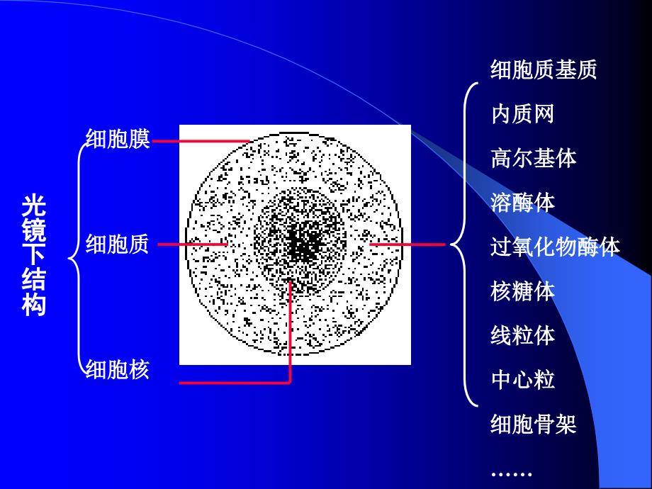 第五章细胞质及细胞器资料讲解_第2页