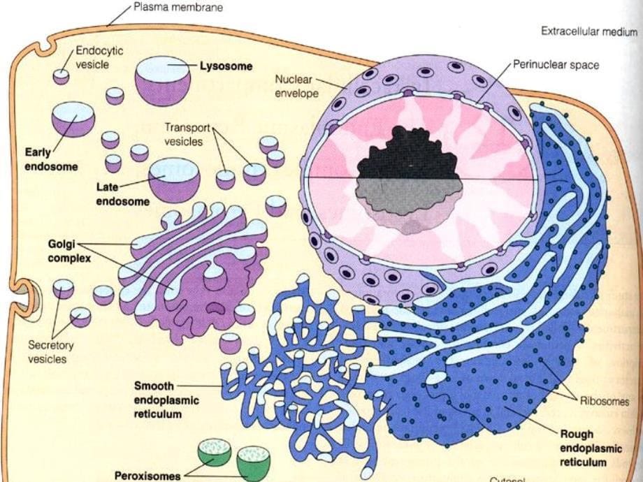 第五章细胞质及细胞器资料讲解_第5页
