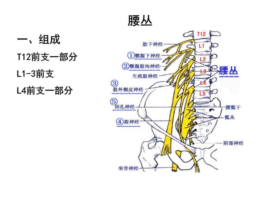 22231脊神经2胸神经前支、腰丛、骶丛备课讲稿_第4页