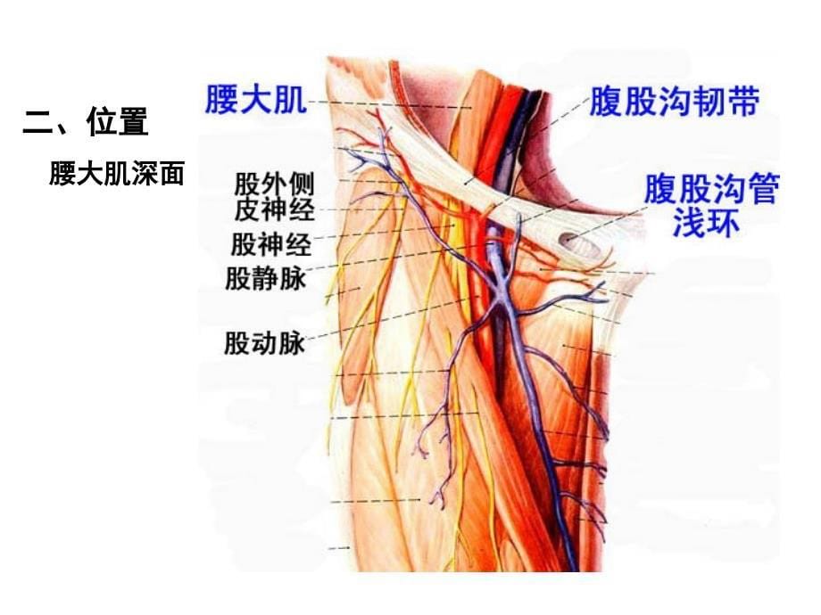 22231脊神经2胸神经前支、腰丛、骶丛备课讲稿_第5页