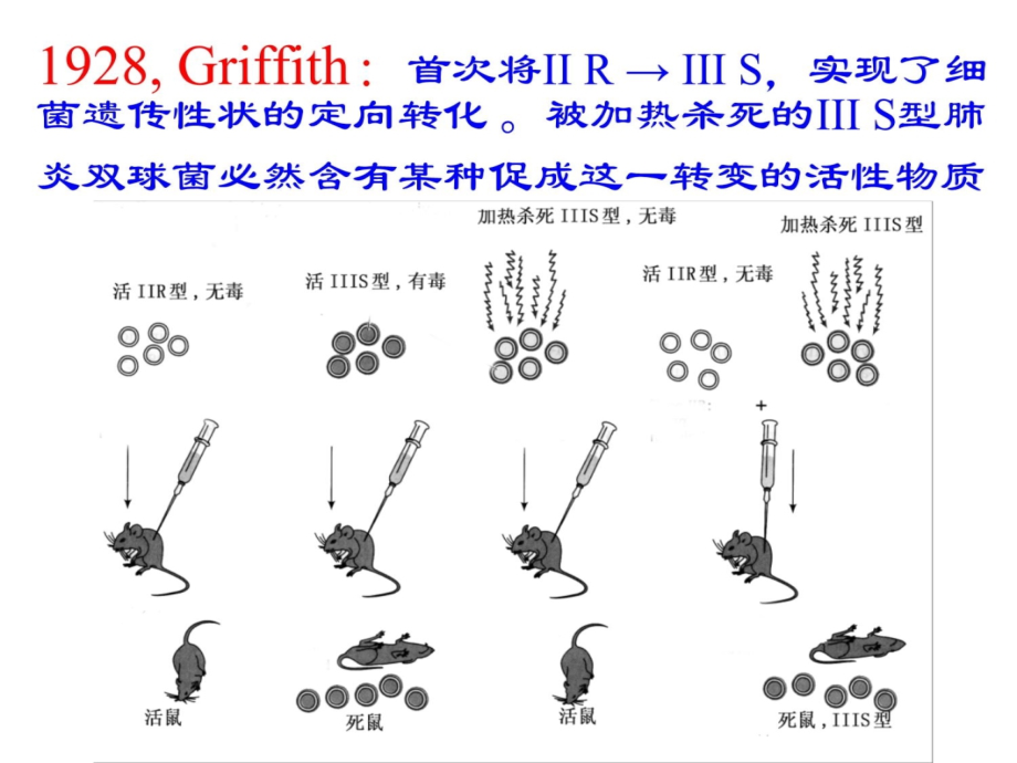 遗传学幻灯3(00001)资料教程_第4页