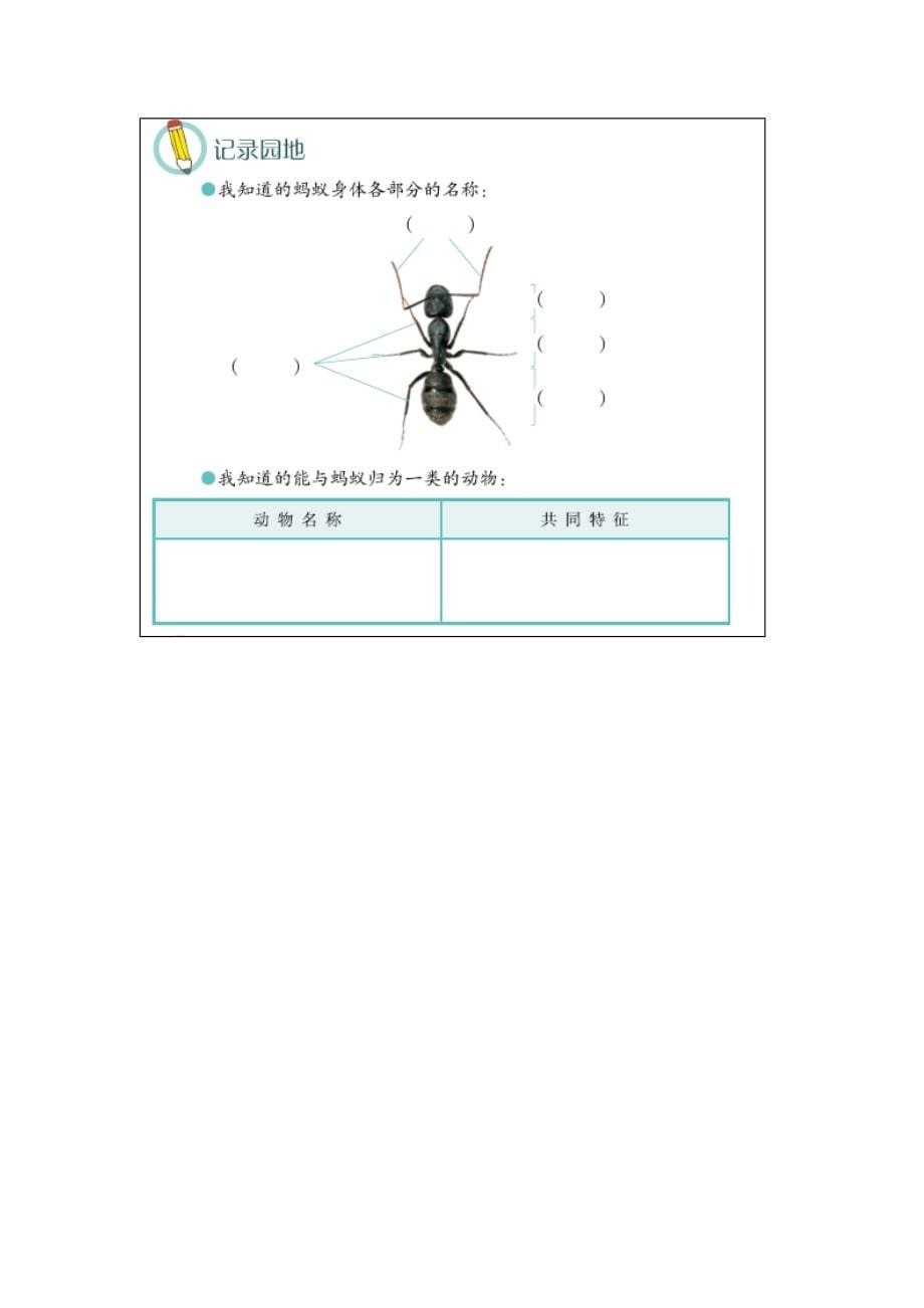 青岛版（六制）小学科学四年级上册1.《蚂蚁》教学设计_第5页