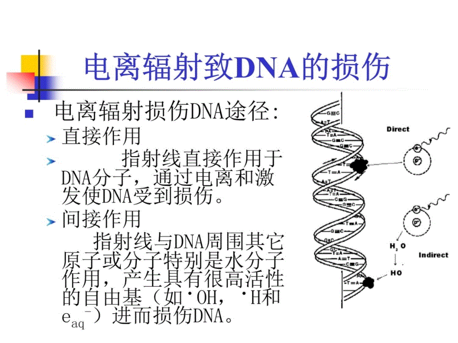 DNA受重离子辐射后的结构变化和碎片长度分布p知识分享_第4页