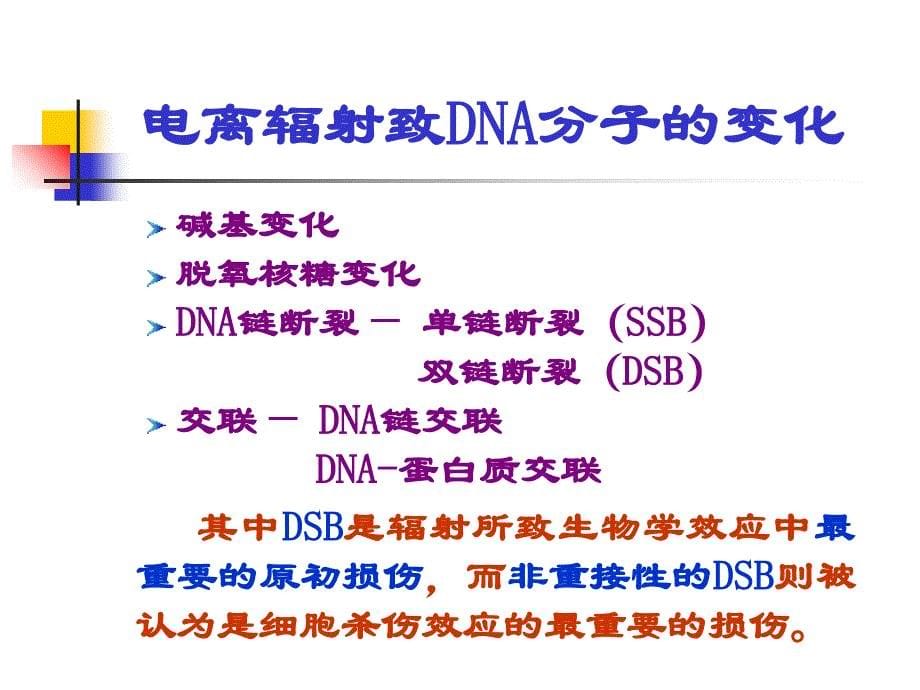 DNA受重离子辐射后的结构变化和碎片长度分布p知识分享_第5页