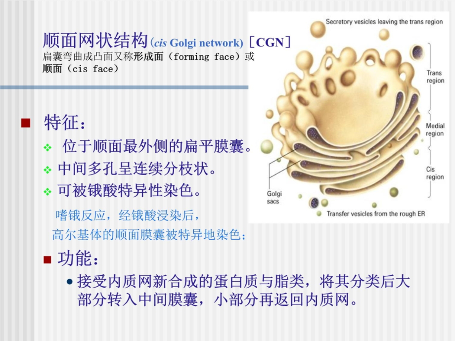 高尔基体溶酶体2011v教学教材_第4页