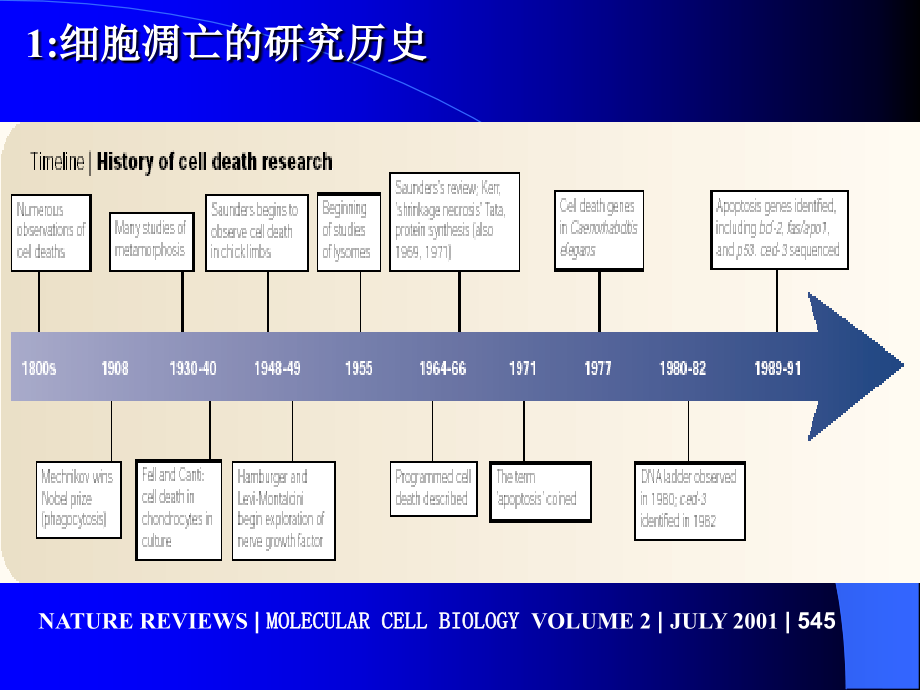 分子生物学11-细胞调亡专题培训教材_第3页