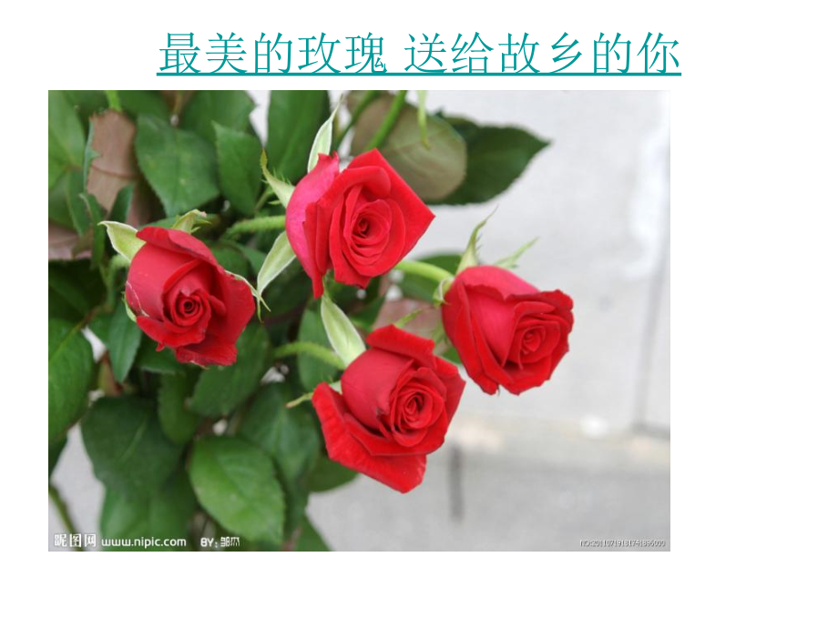 最美的玫瑰送给故乡的你1教学教材_第1页