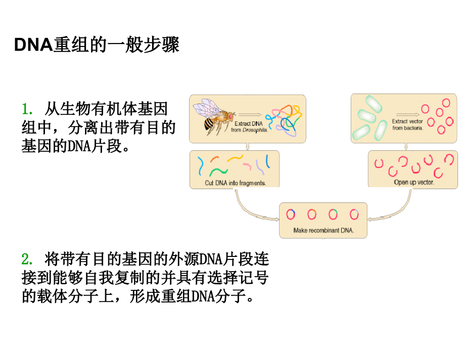 第八章分子生物学研究方法2p教学文稿_第2页