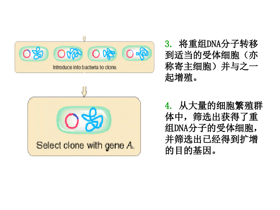 第八章分子生物学研究方法2p教学文稿_第3页