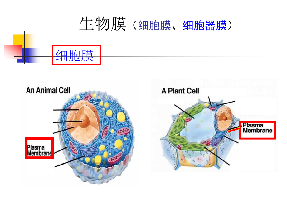 第21章生物膜与物质运输教学案例_第2页