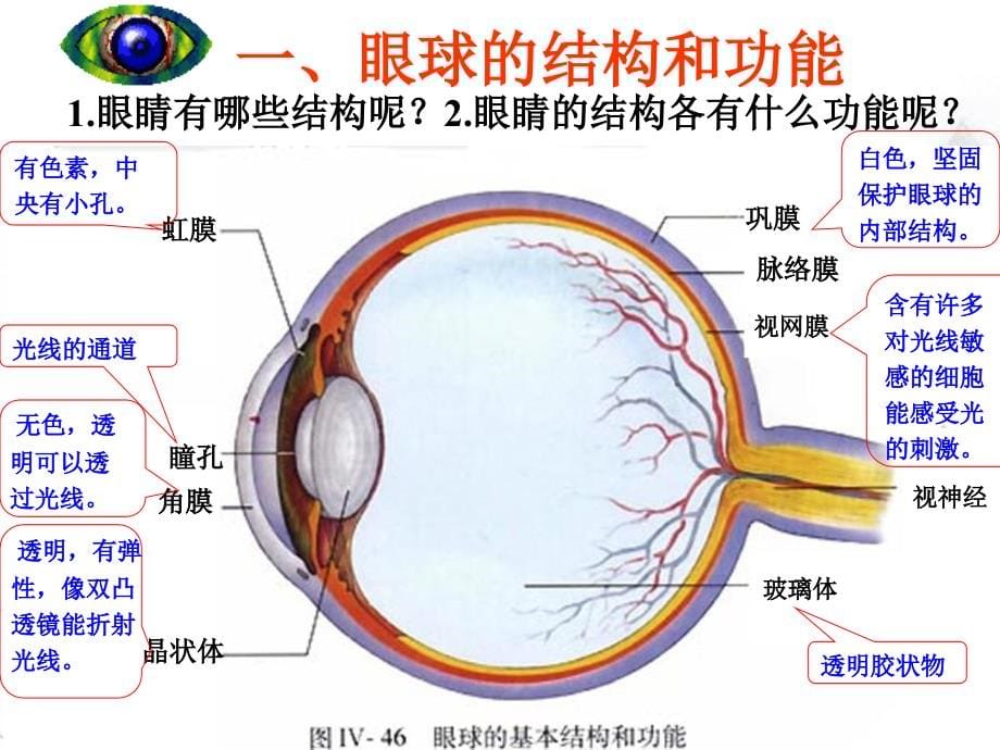 人教版七年级下册生物学第六章第一节人体对外界环境的感知讲课教案_第5页