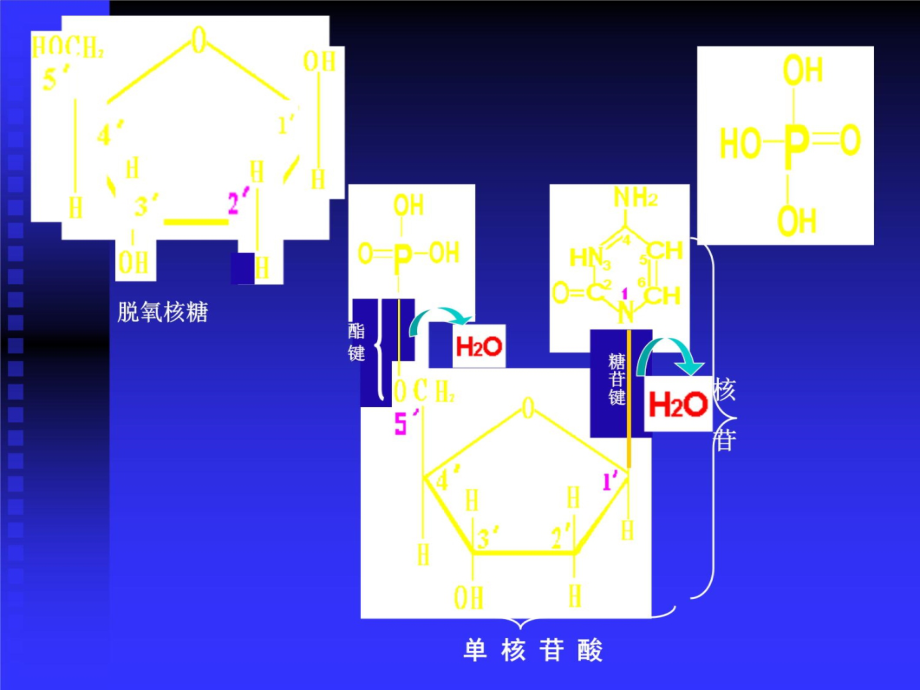 03遗传分子基础z教学提纲_第4页