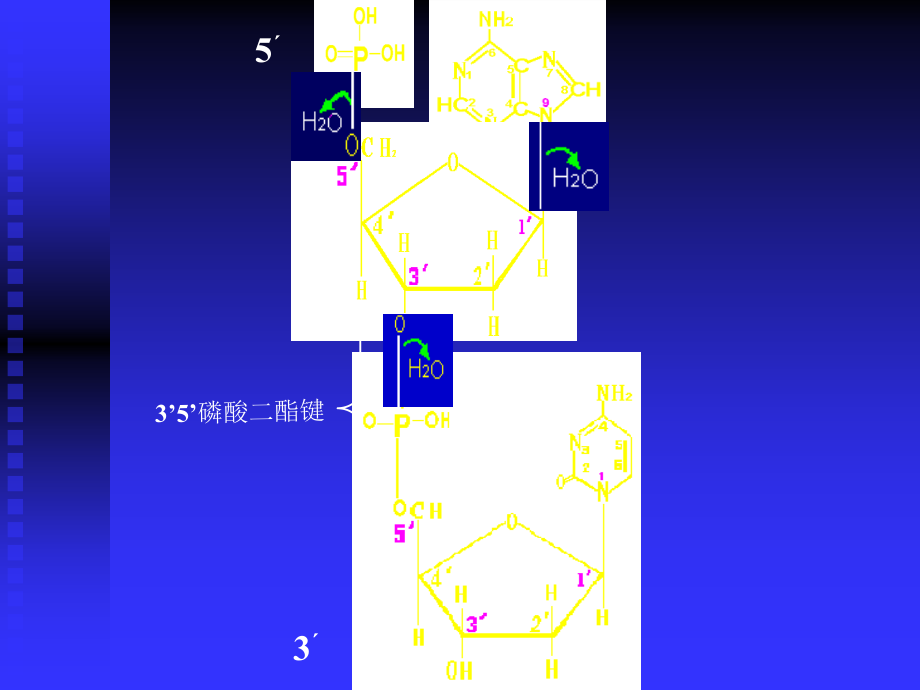 03遗传分子基础z教学提纲_第5页