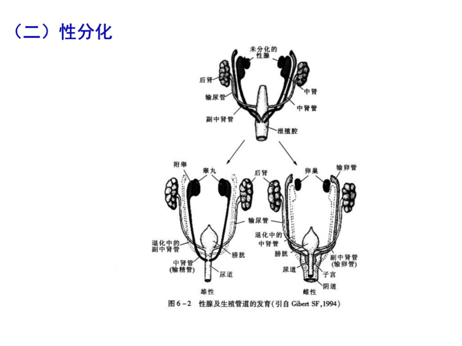 1-13第十三章生殖讲义资料_第4页