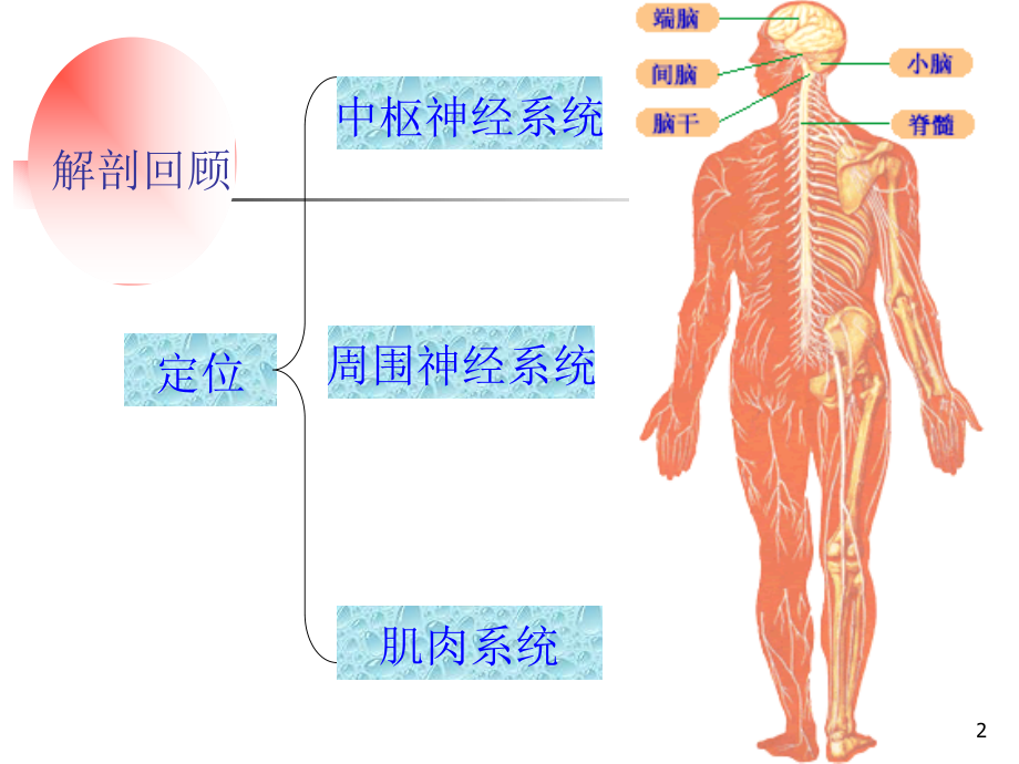 颅神经—赵建华本科教学培训教材_第2页