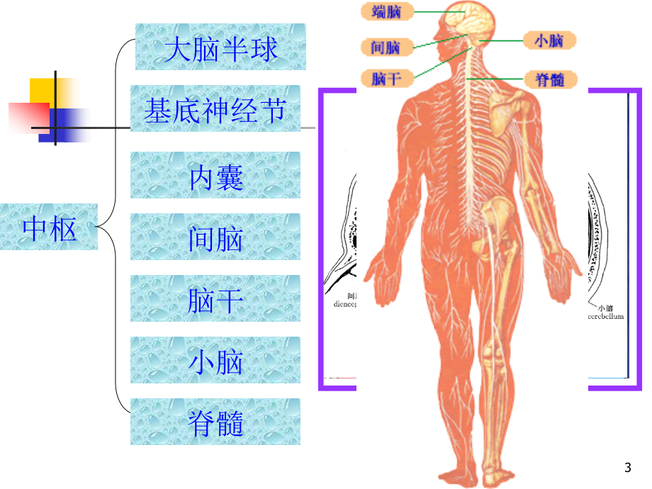 颅神经—赵建华本科教学培训教材_第3页