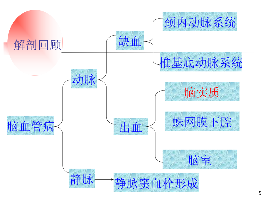 颅神经—赵建华本科教学培训教材_第5页