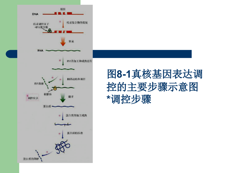 8真核基因表达调控2007级p讲义资料_第2页