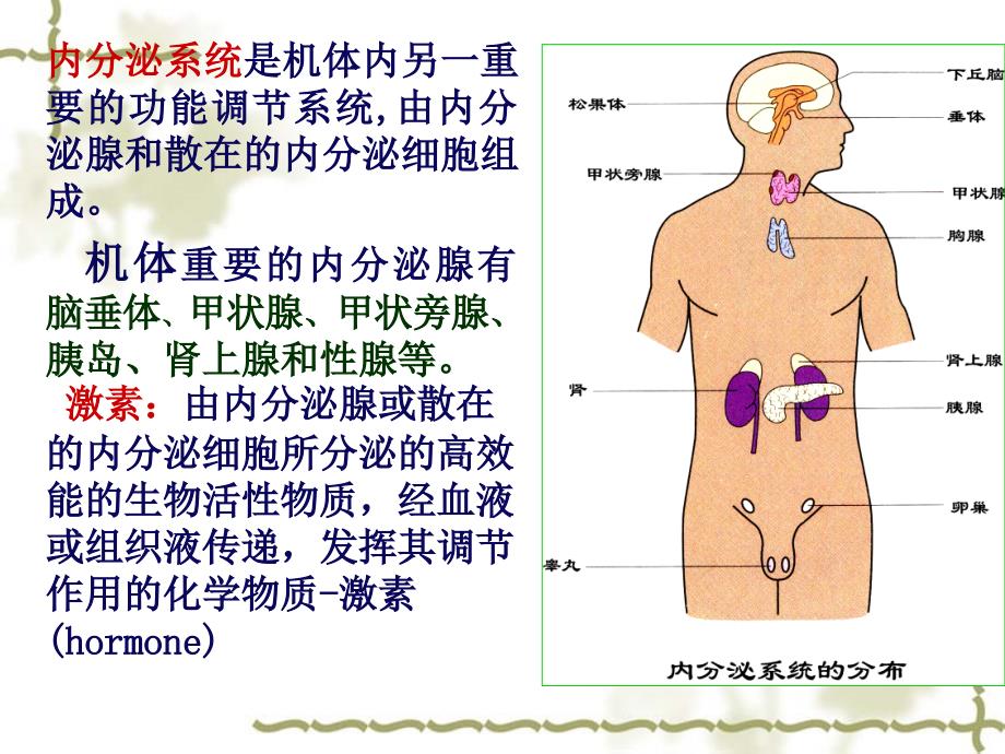 11第十一章内分泌p教学材料_第2页