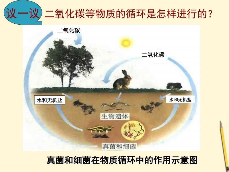 细菌和真菌在自然界中的作用课件教学案例_第5页