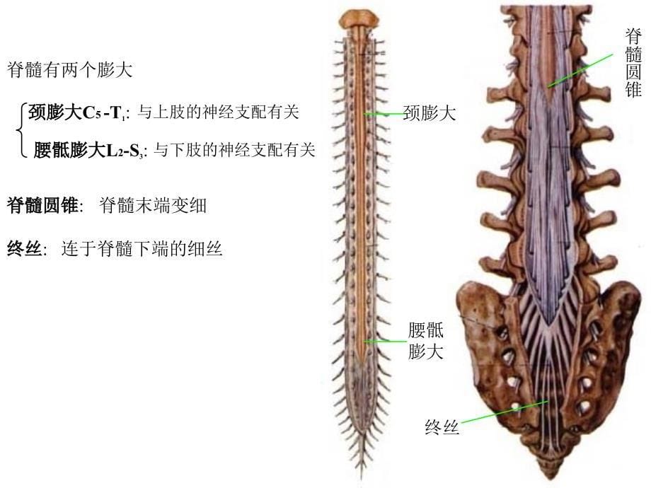 神经系统总论、脊髓讲义资料_第5页