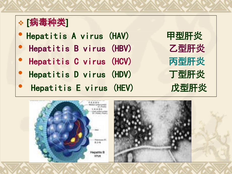 病毒性肝炎课件11教学幻灯片_第3页