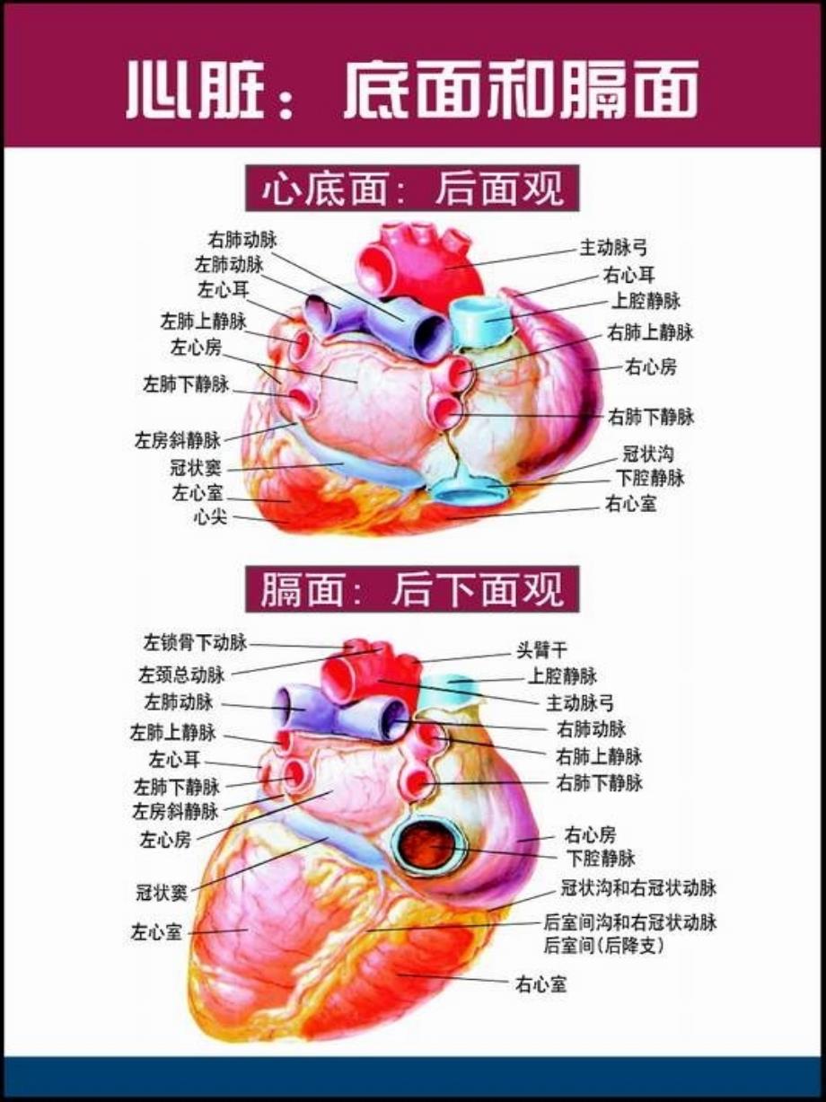 心脏解剖图教学材料_第2页