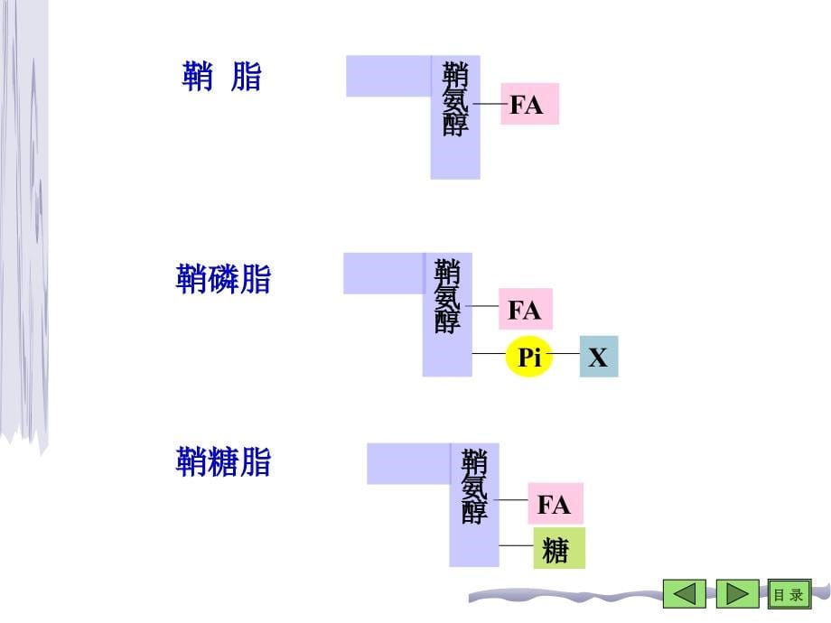 第05章脂类代谢人卫7教学材料_第5页