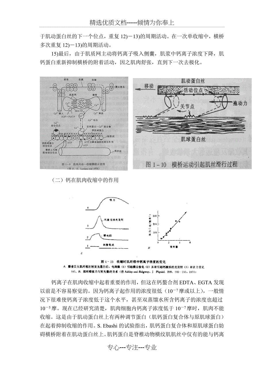 肌肉的收缩原理(共18页)_第5页