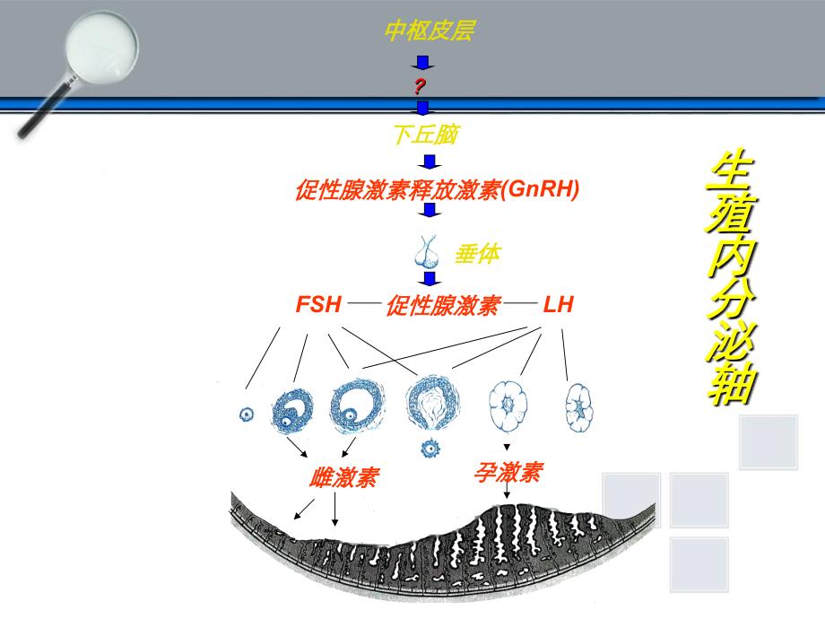 下丘脑垂体性腺轴与生殖调节p_第2页