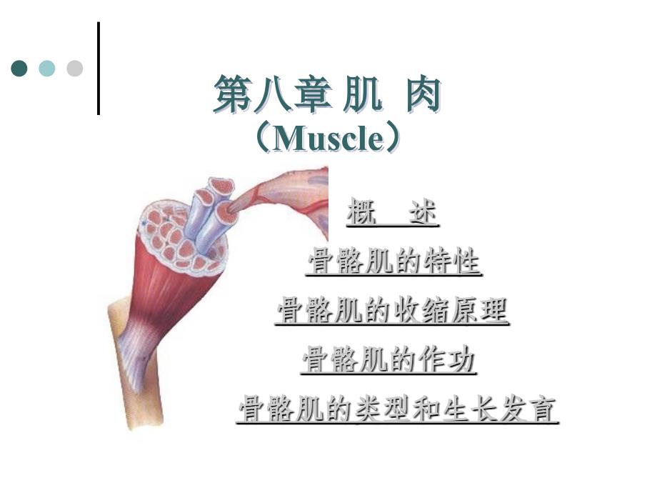 第八章+肌肉Muscle资料讲解_第1页