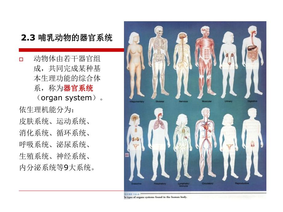 第2章23哺乳动物的器官、系统教学提纲_第2页