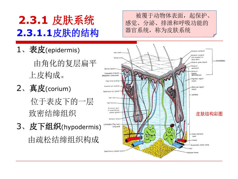 第2章23哺乳动物的器官、系统教学提纲_第3页