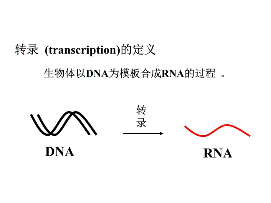 12第十二章RNA的生物合成p教案资料_第4页