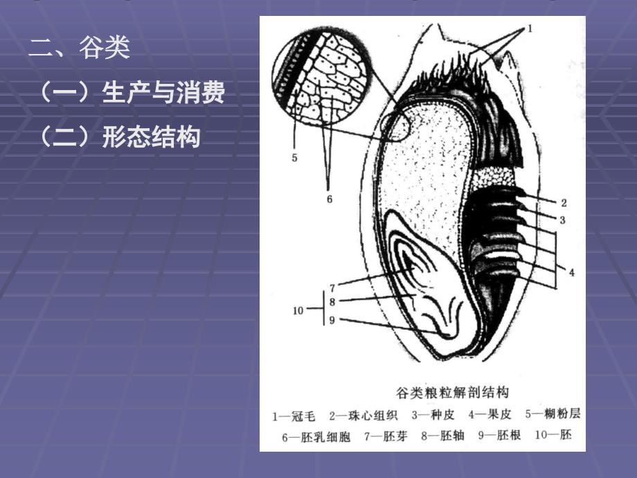 第二章粮食原料p电子教案_第2页