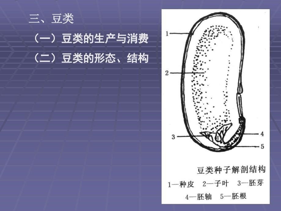 第二章粮食原料p电子教案_第5页