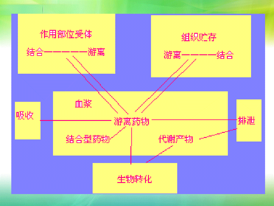 03第三章药物代谢动力学_第3页