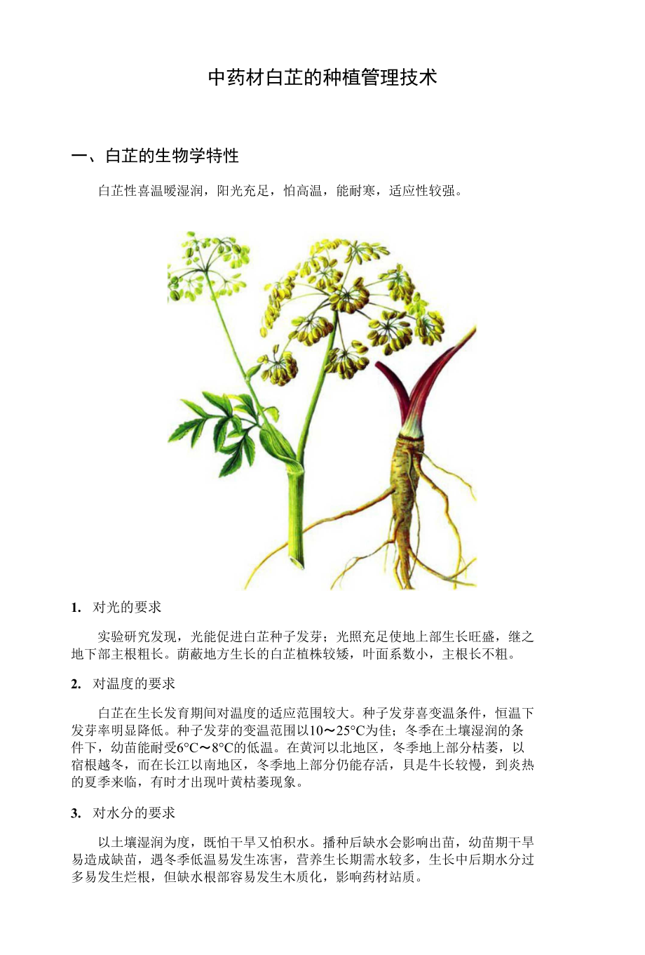 中药材白芷的种植管理技术_第1页