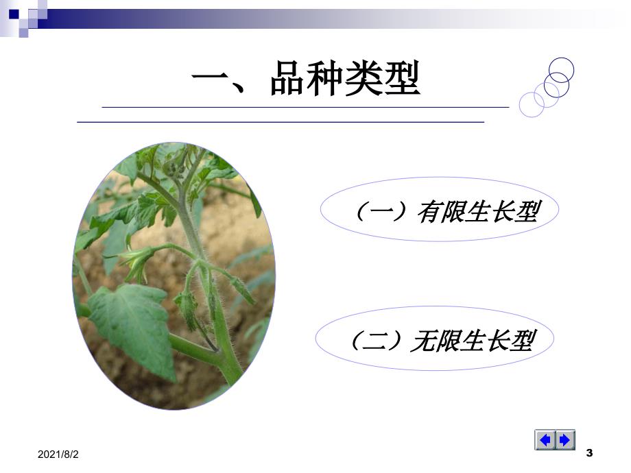 番茄栽培知识幻灯片_第3页