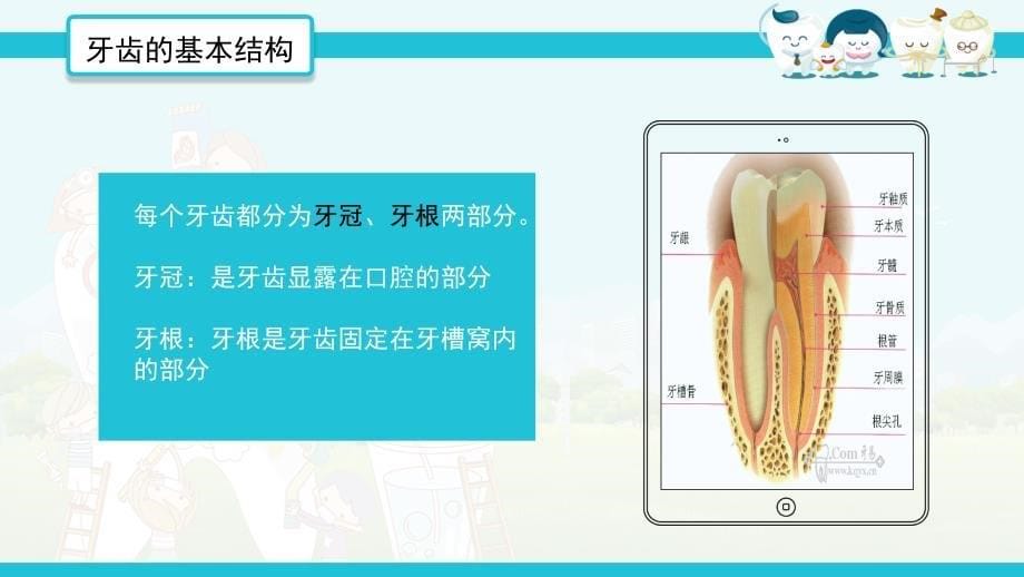 全国护牙日主题班会你对全国牙齿知多少教育PPT实施课件_第5页