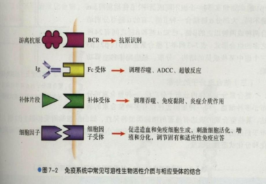 第六章细胞因子ppt课件-完整版_第2页