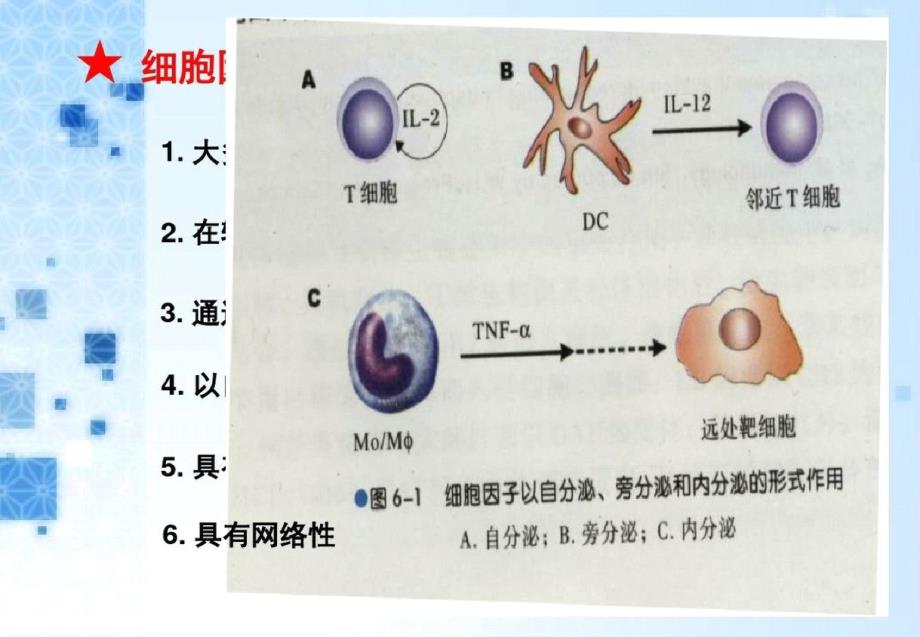 第六章细胞因子ppt课件-完整版_第4页