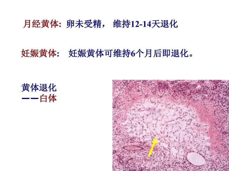 组织学第19章女性生殖二培训教材_第5页